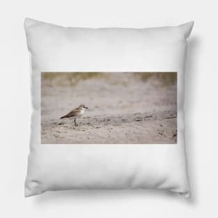 Dotterel, New Zealand. Pillow