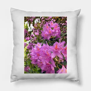 Pink Rhododendron Blossom Pillow