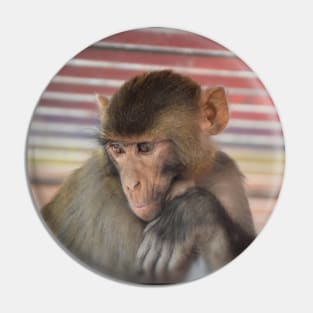 Assamese Monkey Portrait(Nepal) Pin