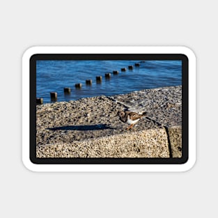 Ruddy turnstone Magnet