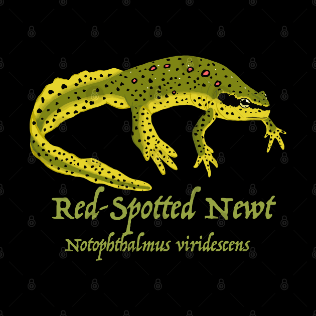 The Eastern, or Red-Spotted Newt by SNK Kreatures