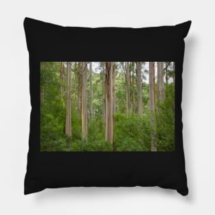 Many tall gum trees in Otway National Park. Pillow