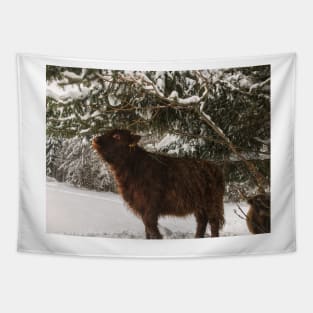 Scottish Highland Cattle Calf 1909 Tapestry