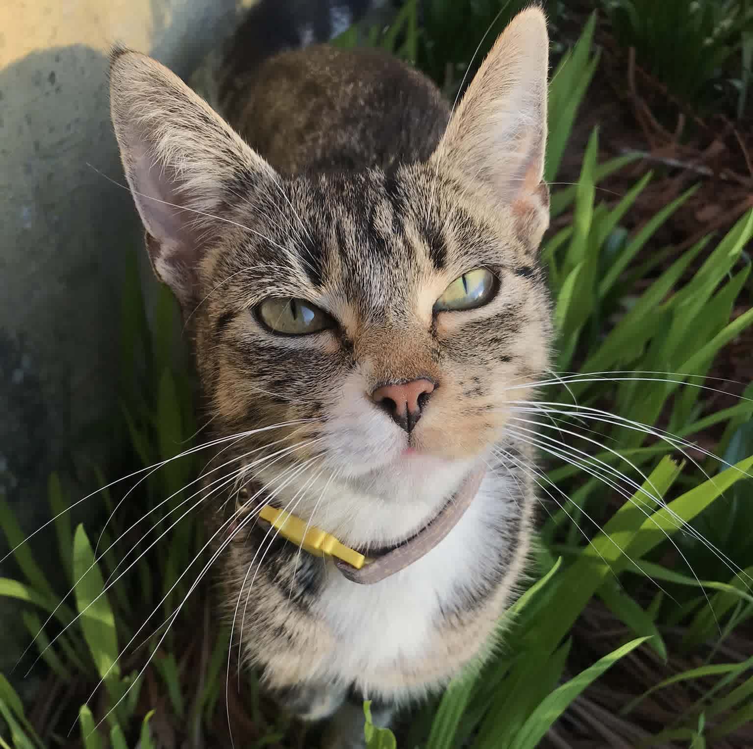 Thecomedycat profile image