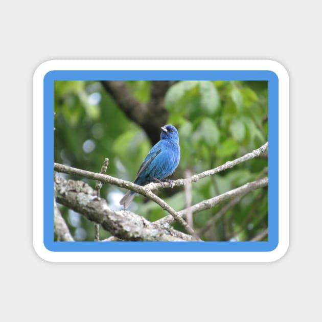 Indigo Bunting Magnet by StormFroggo