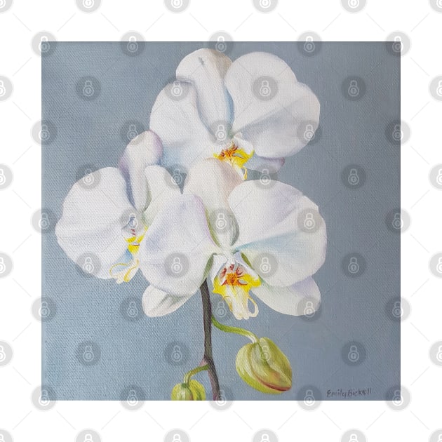 Phaelenopsis - moth orchid on blue by EmilyBickell