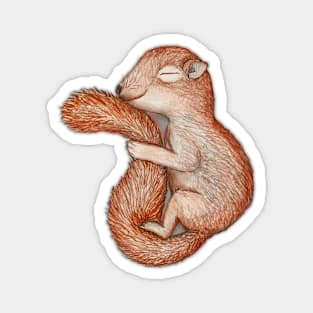 Hibernating squirrel Magnet