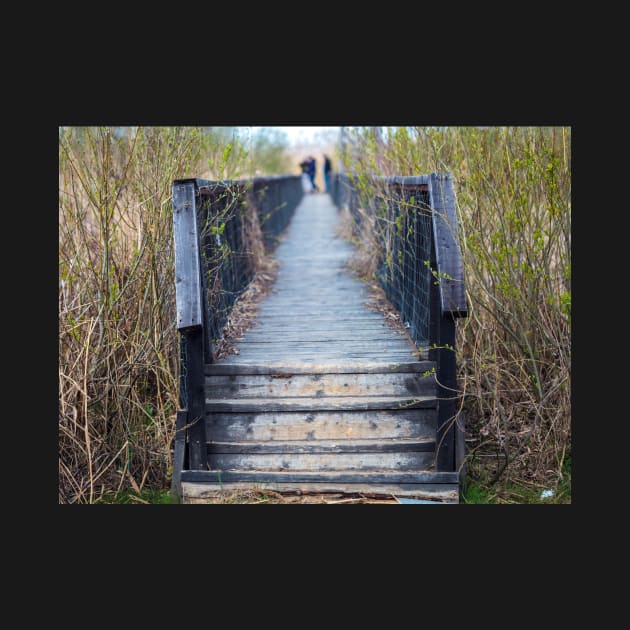 Wooden jetty by naturalis