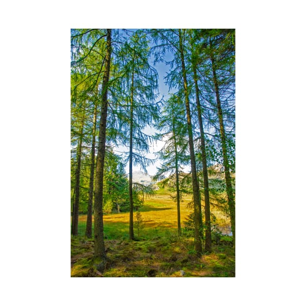 Tall Evergreens by Blea Tarn by BrianPShaw