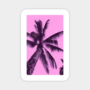 Pink Palm Beach Tree Magnet