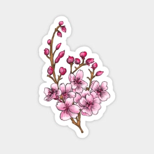 Sakura - Pink Cherry Blossom in Spring Magnet