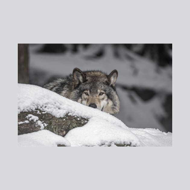 Eastern Gray Wolf by jaydee1400