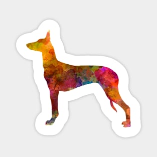 Pharaoh Hound  in watercolor Magnet
