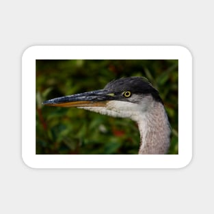 Great Blue Heron Magnet