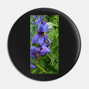 Close up purple delphinium Pin