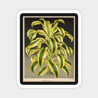 Dracaena reflexa ‘Variegata’ - botanical illustration Magnet