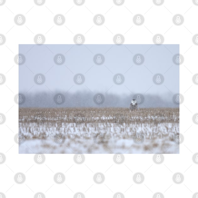 Snowy Owl sitting in cornfield by Jim Cumming