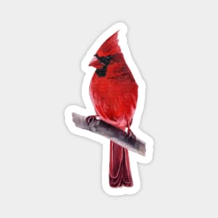 Cardinal - bird painting Magnet