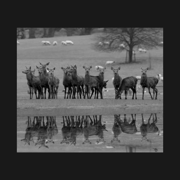 red deer by the water by Simon-dell