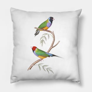 Gouldian Finch Endangered Bird Australian Pillow