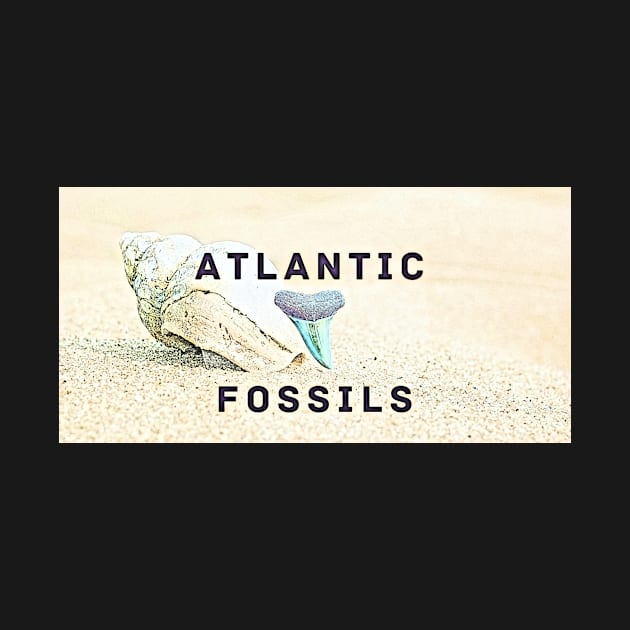 Conch Shell Atlantic Fossils Shark Tooth by AtlanticFossils