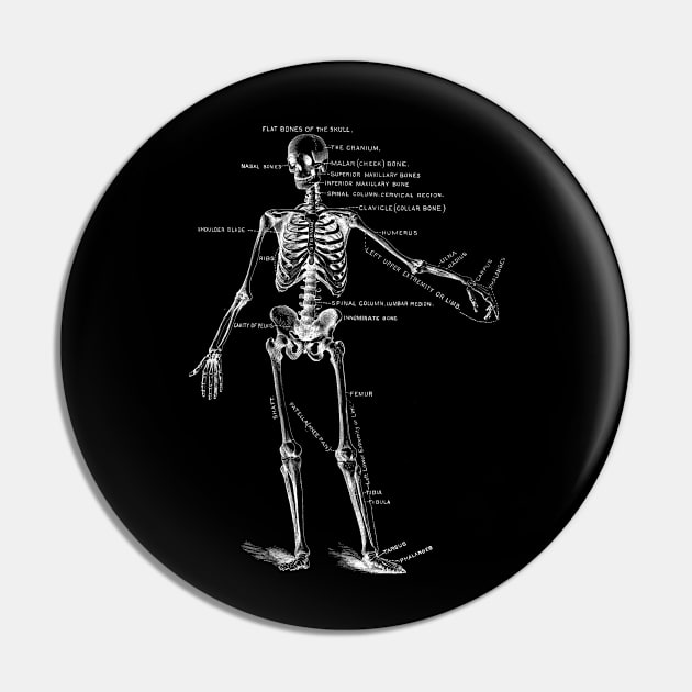 Anatomy Sketch Skeleton, Vintage Anatomy Bones Pin by Jas-Kei Designs