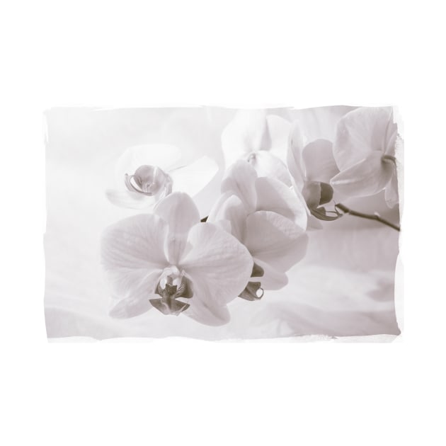 White Orchid Flower by cinema4design