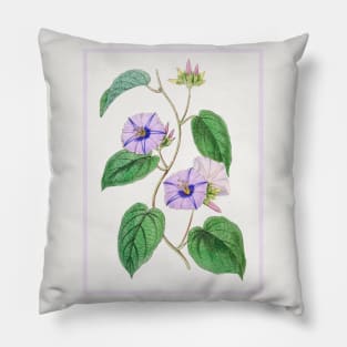 Hoary Jacquemontia Flower Branch Pillow