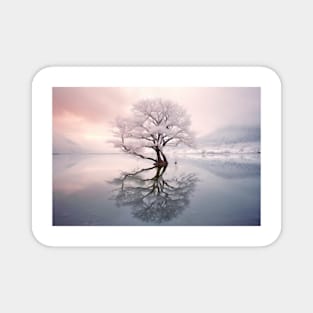 Tree In Calm Lake Serene Landscape Magnet