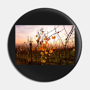 Autumnal vines Pin