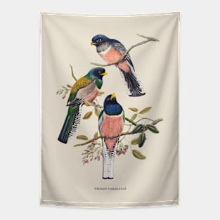 Blue-crowned Trogon Antique Naturalist Illustration Tapestry