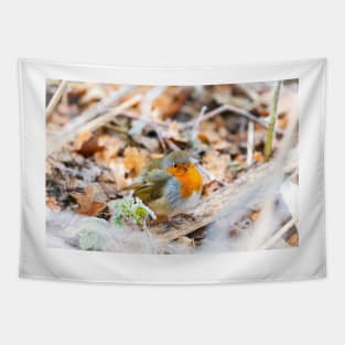 Puffed-up Robin Redbreast in Frost Tapestry