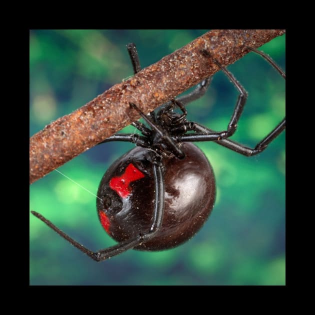 Black Widow by Rosettemusicandguitar