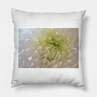 Full Frame Chrysanthemum Pillow