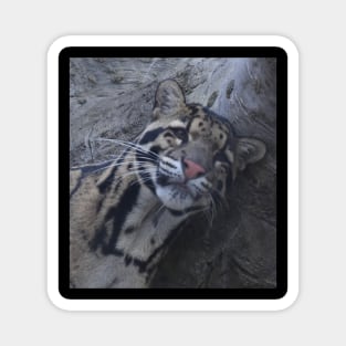 Clouded Leopard Magnet