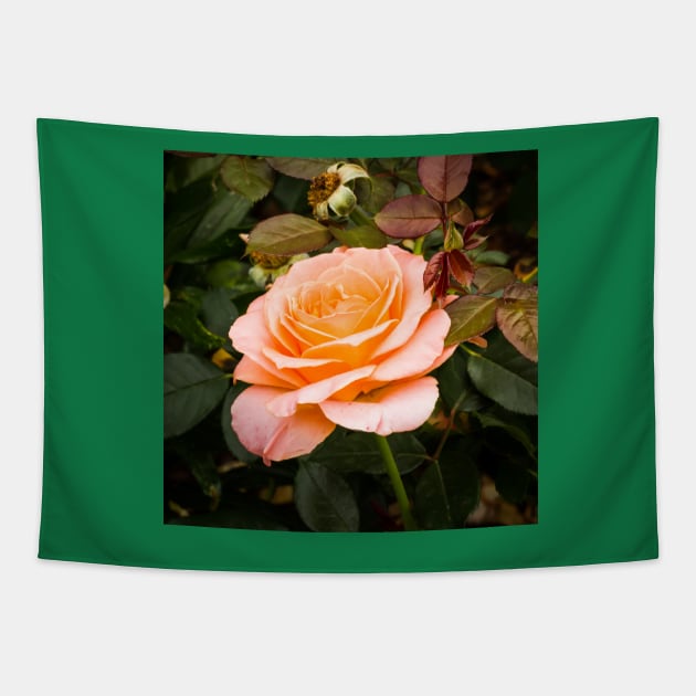 Solitary rose Tapestry by thadz