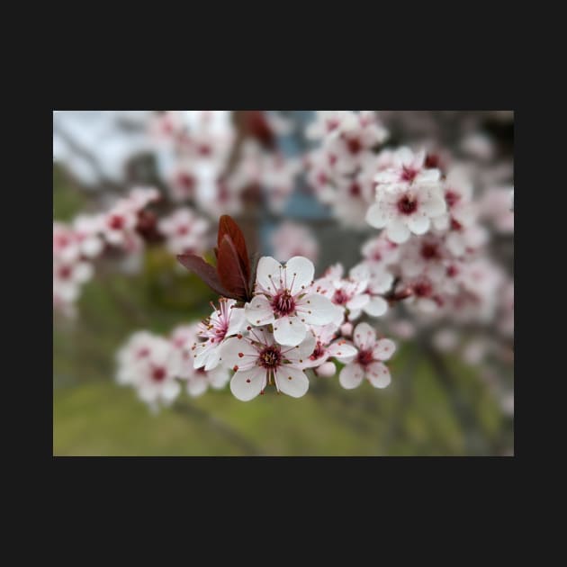 Cherry Blossoms 1 by AustaArt