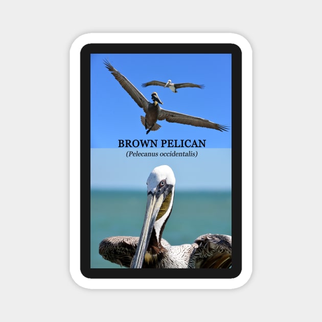 Brown Pelican educational Magnet by dltphoto