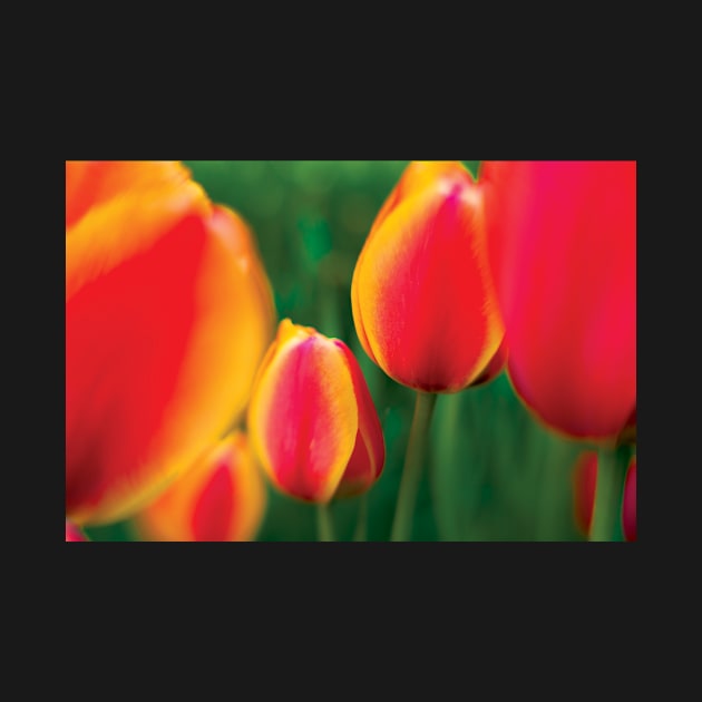 Tulips 3 by UnderBlackLight