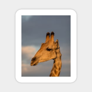 Portrait of a giraffe Magnet