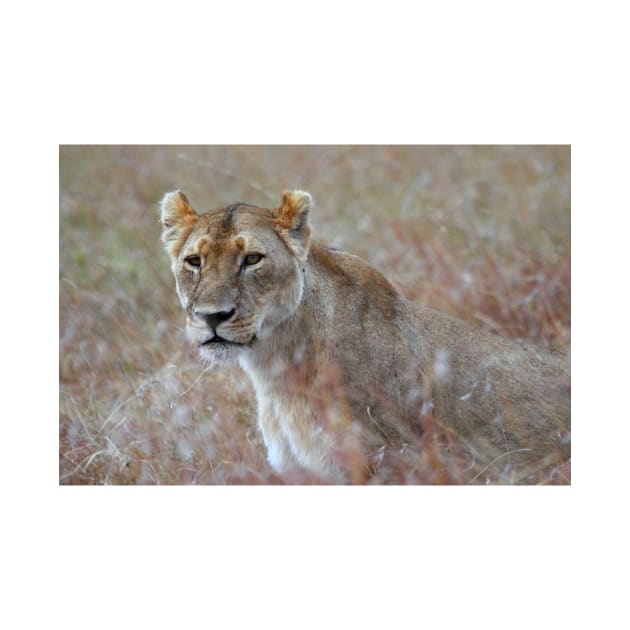 Camouflage: Female Lion Portrait, Maasai Mara, Kenya by Carole-Anne