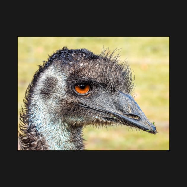 Emu close up by kathiemt