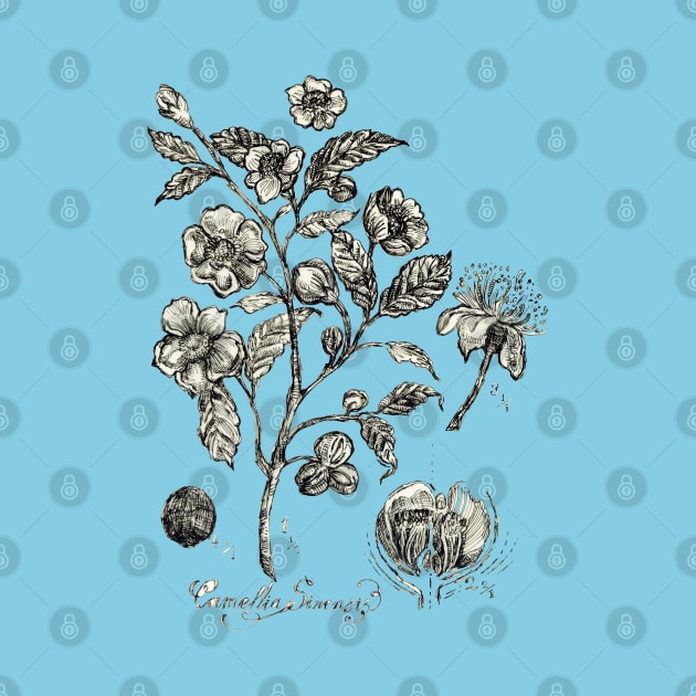 Botanical Illustration_Tea Plant. by FanitsaArt