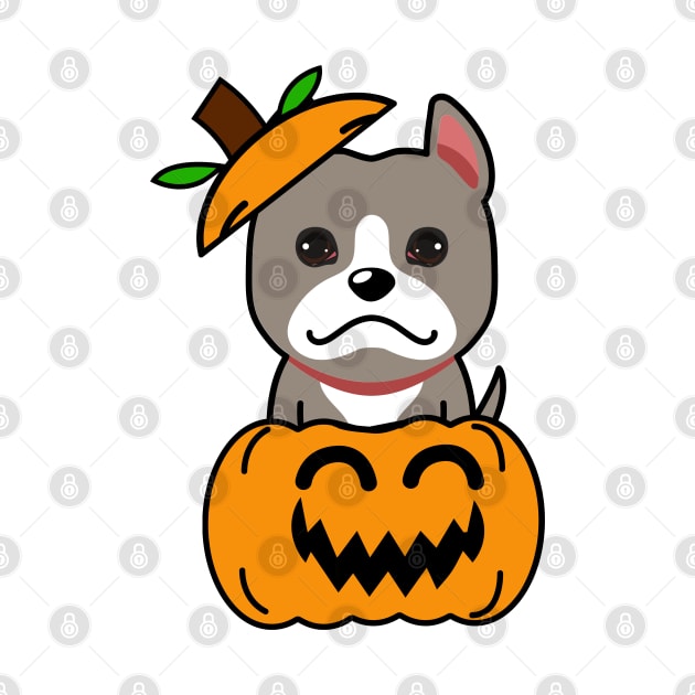 Funny grey dog is in a pumpkin by Pet Station