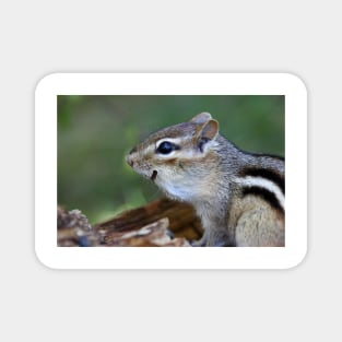 Happy Chipmunk Magnet