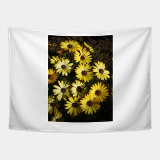 Osteospermum Tapestry