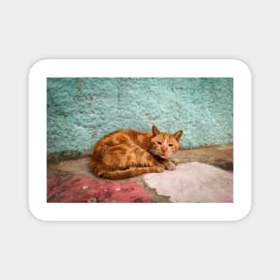 Cat orange Magnet