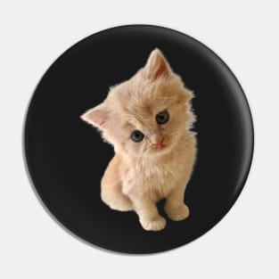 Cute kitten leaning for a kiss Pin