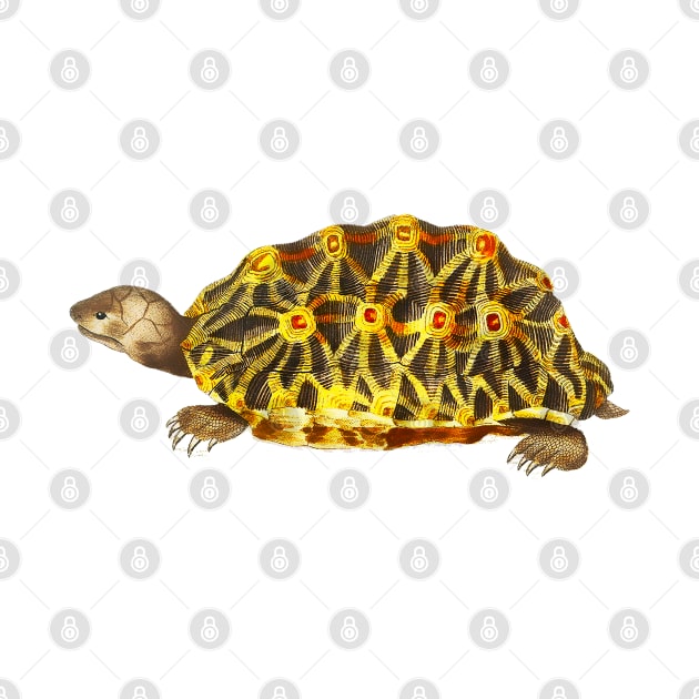 Yellow turtle in colorful vintage design by Marccelus