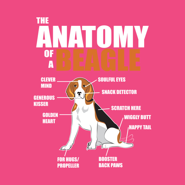 Beagle Anatomy Chart